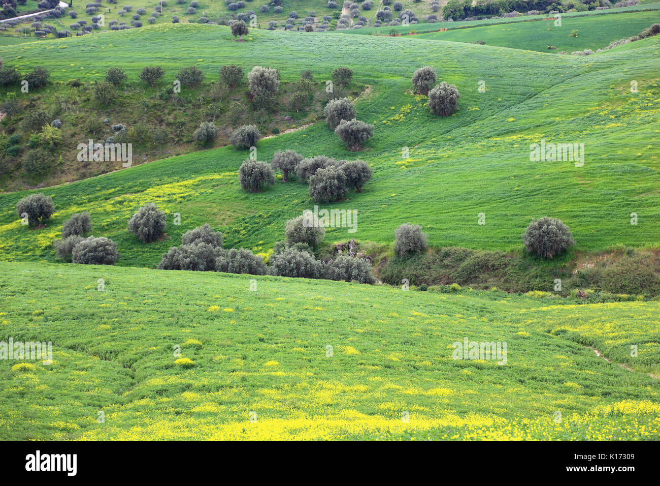 Sicile, campagne à Noto, pré avec oliviers Banque D'Images