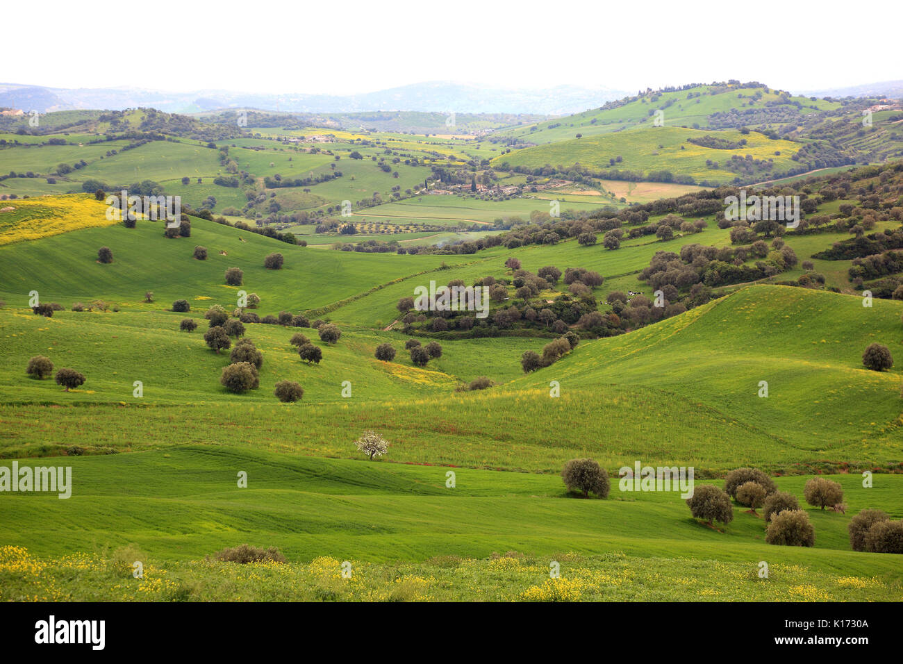 Sicile, campagne à Noto, pré avec oliviers Banque D'Images