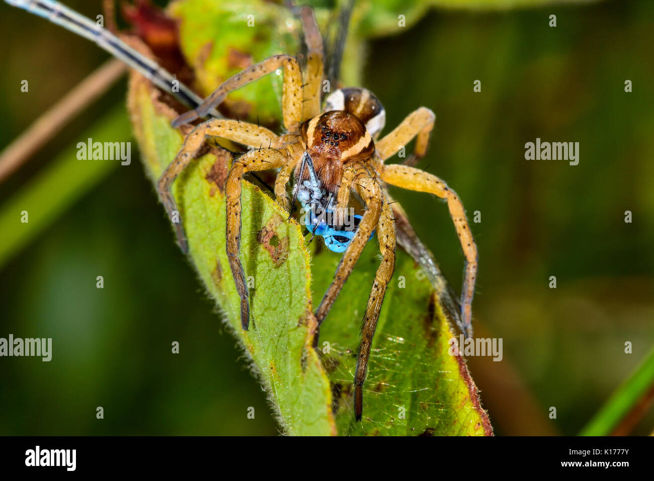 Spider radeau mangeant une demoiselle bleue Banque D'Images