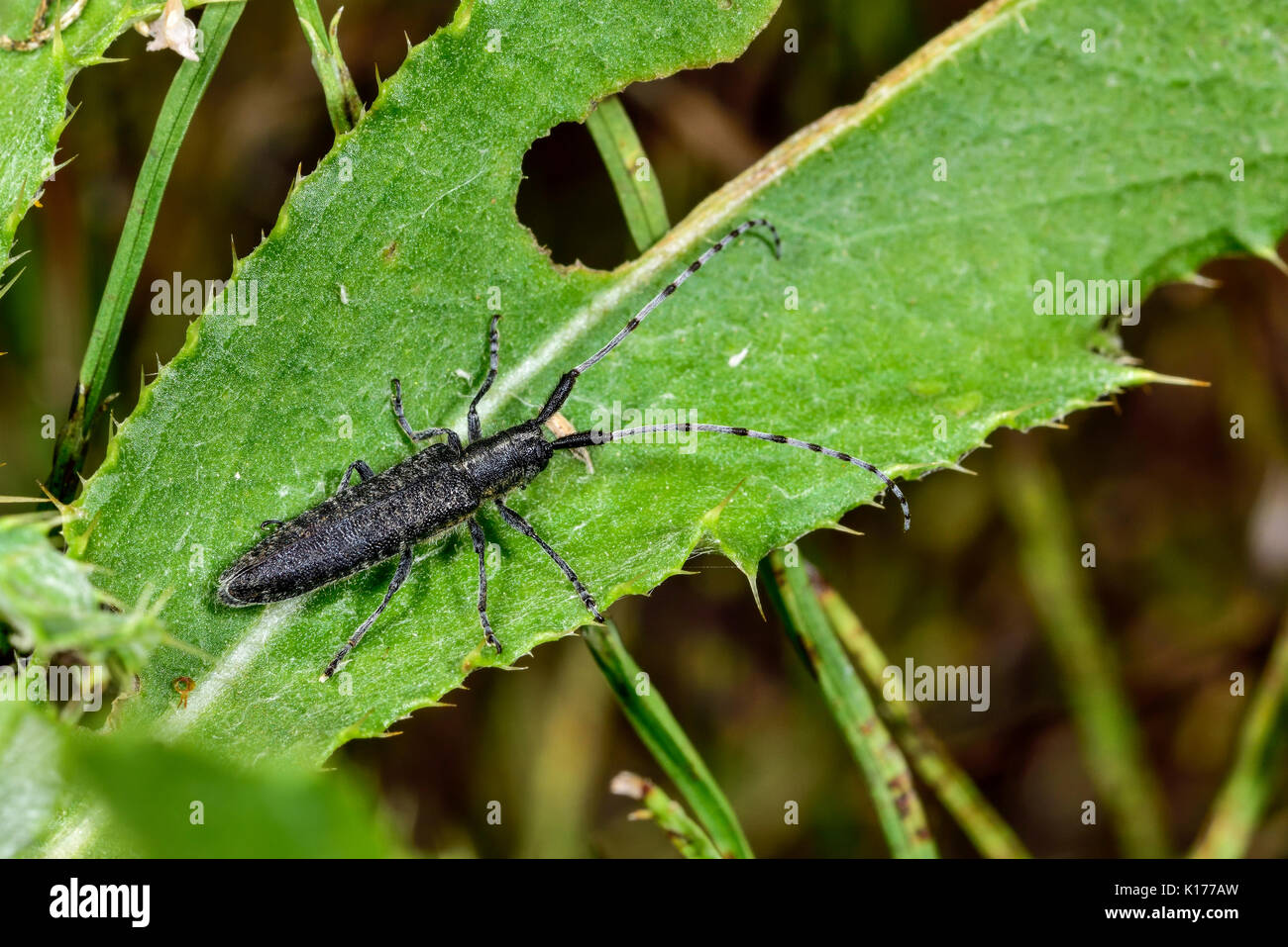 Agapanthia villosoviridescens Banque D'Images