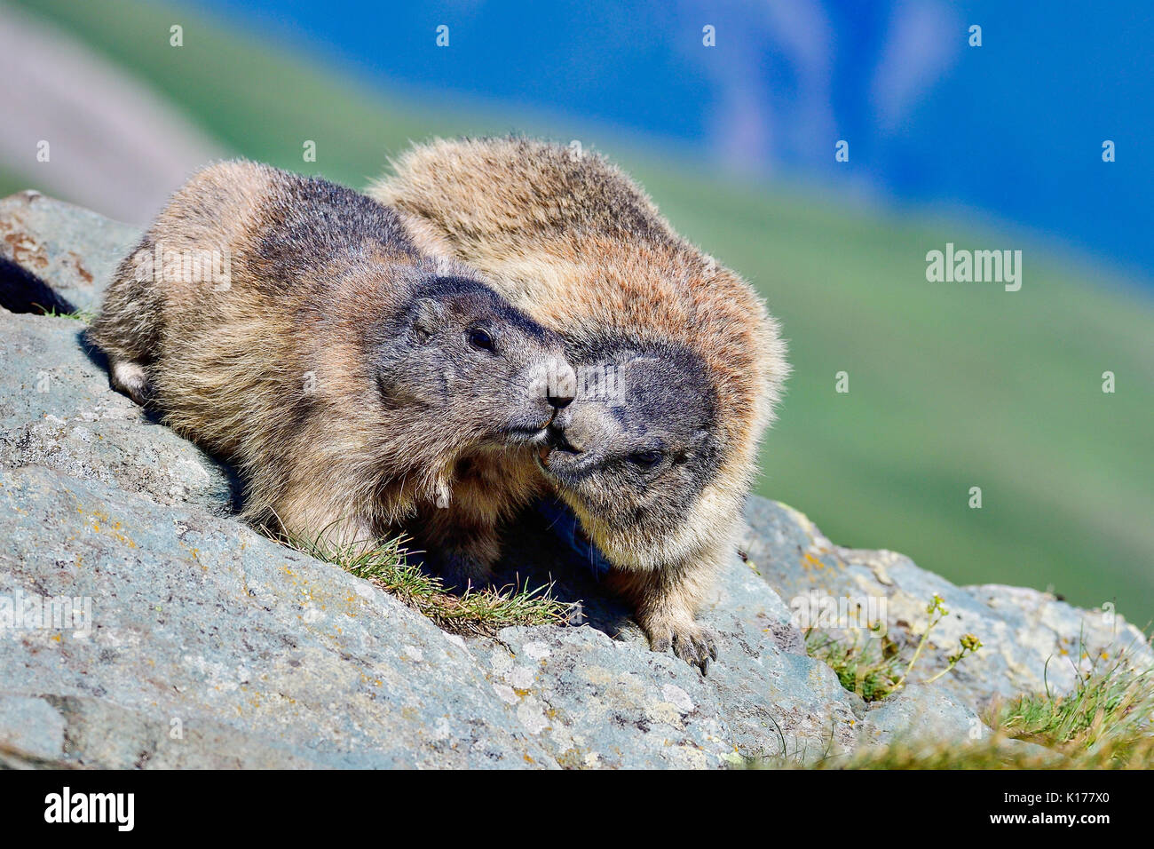 La famille marmotte alpine Banque D'Images
