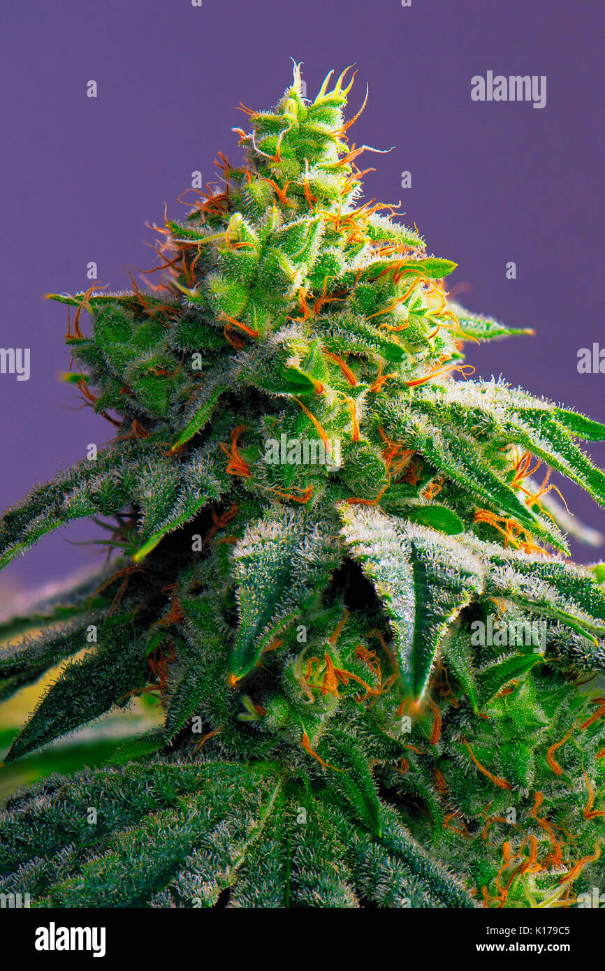Détail du Cannabis cola (ruisseau fire variété de marijuana) avec des poils visibles et les feuilles sur la fin de la floraison - isolé sur fond violet Banque D'Images