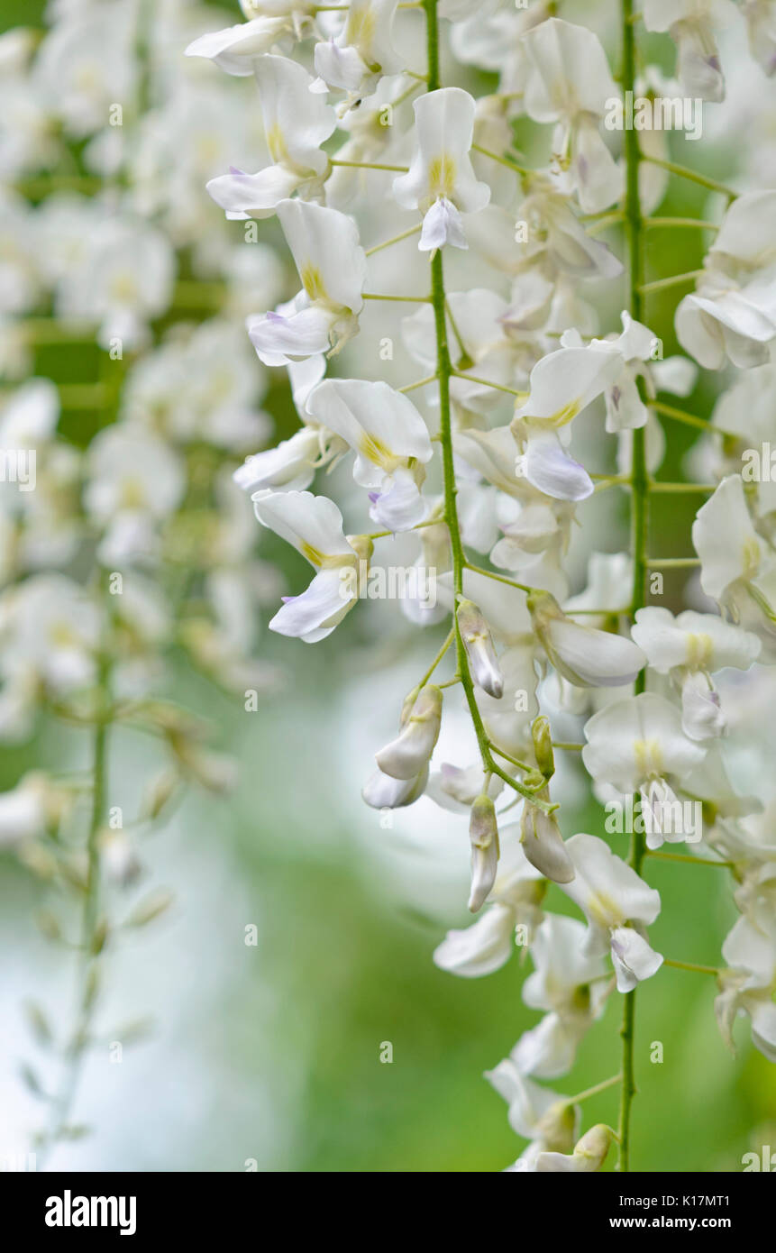 Wisteria floribunda (glycine du Japon 'Alba') Banque D'Images