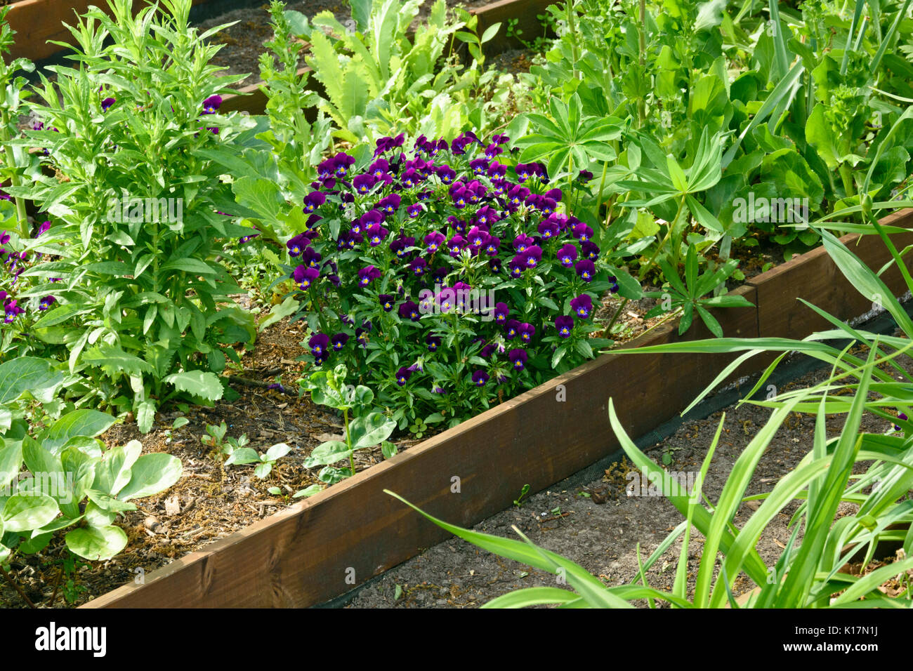 Pansy cornu (viola cornuta) Banque D'Images