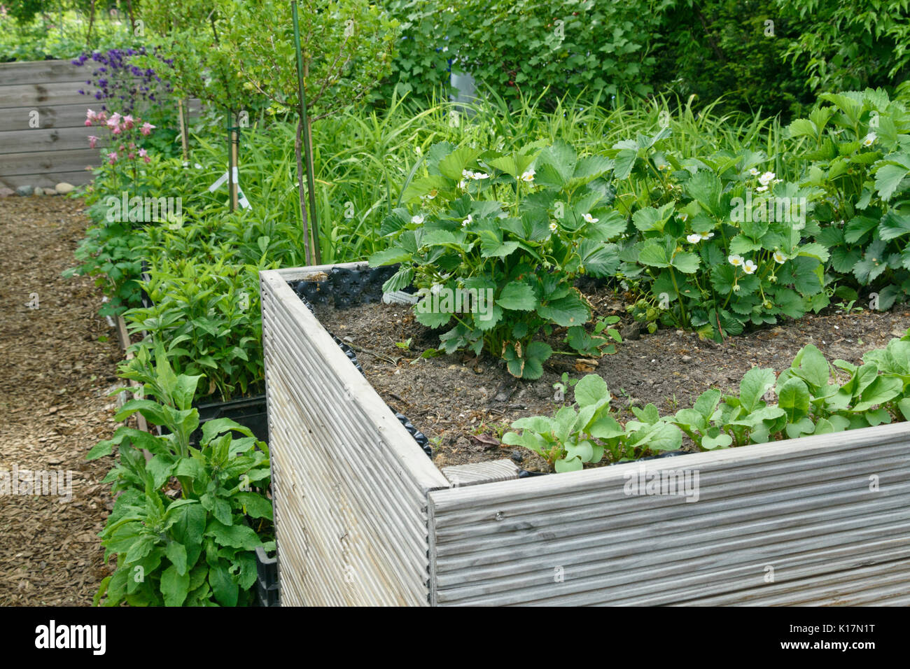 Jardin fraisier (Fragaria x ananassa) dans un lit. Design : Marianne et Detlef Lüdke Banque D'Images