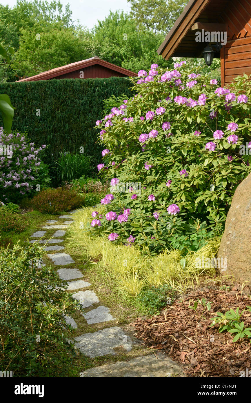 Rhododendron (rhododendron) en face d'une maison de jardin. design : Marianne et detlef lüdke Banque D'Images