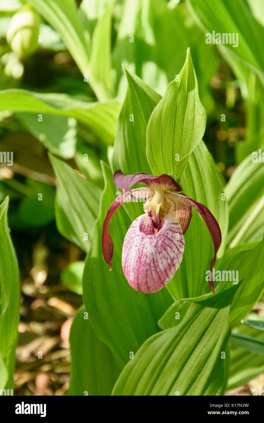 Lady's Slipper orchid cypripedium (barbarossa) Banque D'Images