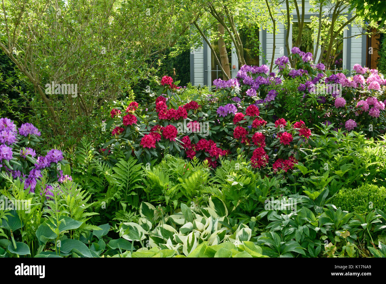 Rhododendrons (rhododendron), fougère (matteuccia struthiopteris) et lis plantain (Hosta). design : Marianne et detlef lüdke Banque D'Images