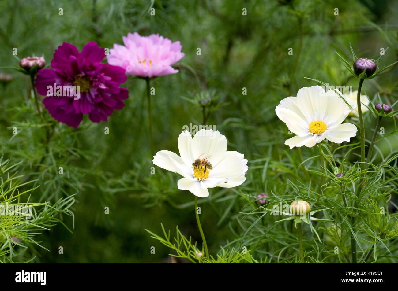 Abeille sur Cosmos bipinnatus 'Xanthos'. Banque D'Images