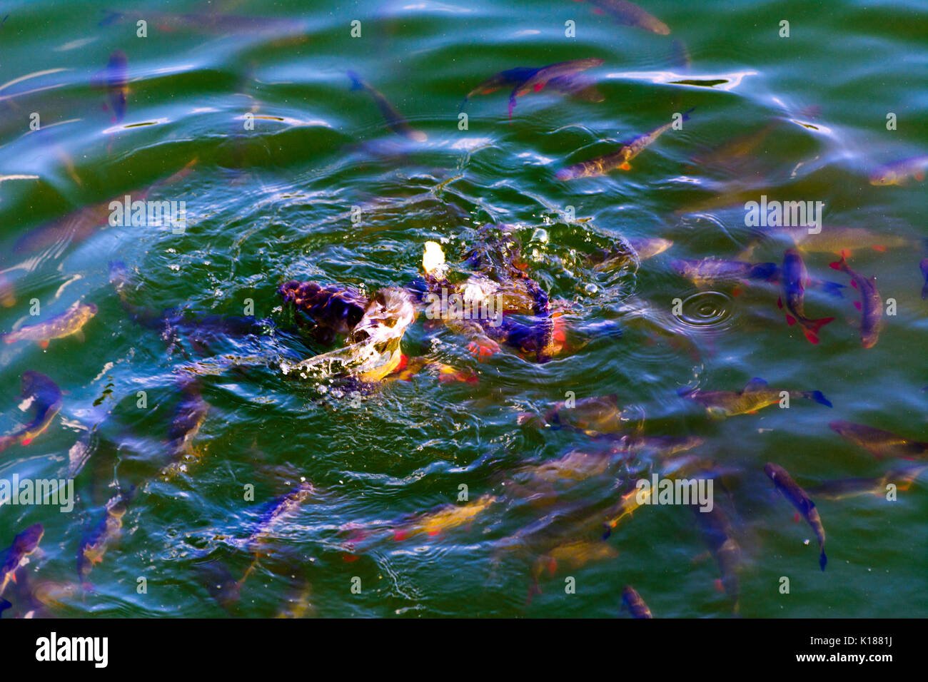 Le poisson-chat et poisson vit dans les étangs d'ide refroidir la centrale nucléaire de Tchernobyl. Dead zone radioactive. Conséquences de la catastrophe nucléaire de Tchernobyl, un Banque D'Images