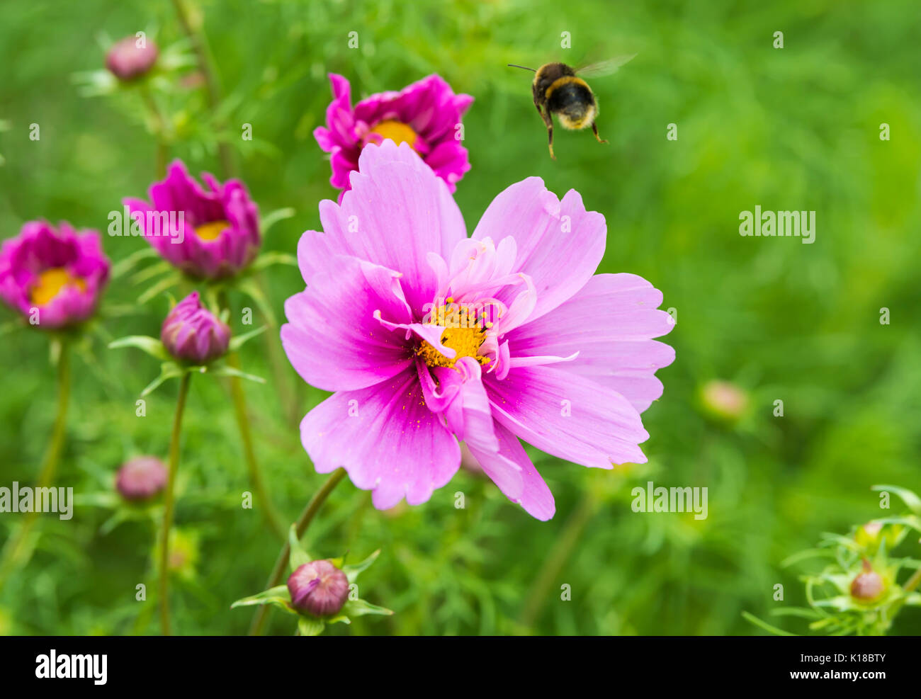 Cosmos bipinnatus 'Sensation Rose' (mixte) (série Sensation Aster Mexicain, Jardin Cosmos) en été avec un vol d'abeilles dans le West Sussex, Royaume-Uni. Banque D'Images
