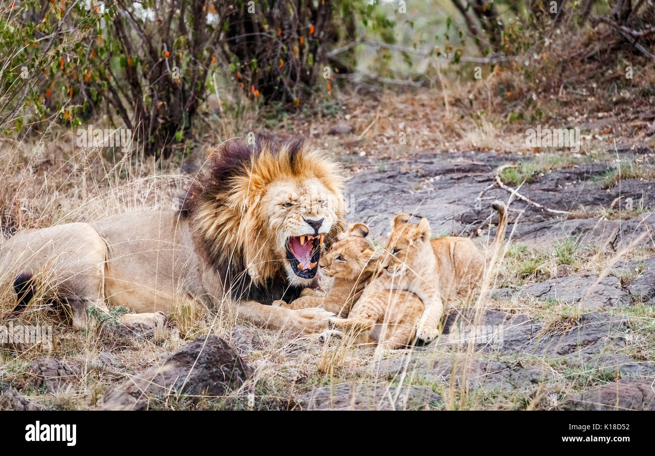 Mara mâle lion (Panthera leo) grognements ludique comme il joue et interagit avec sa famille de jolies jeunes lionceaux, Masai Mara, Kenya Banque D'Images