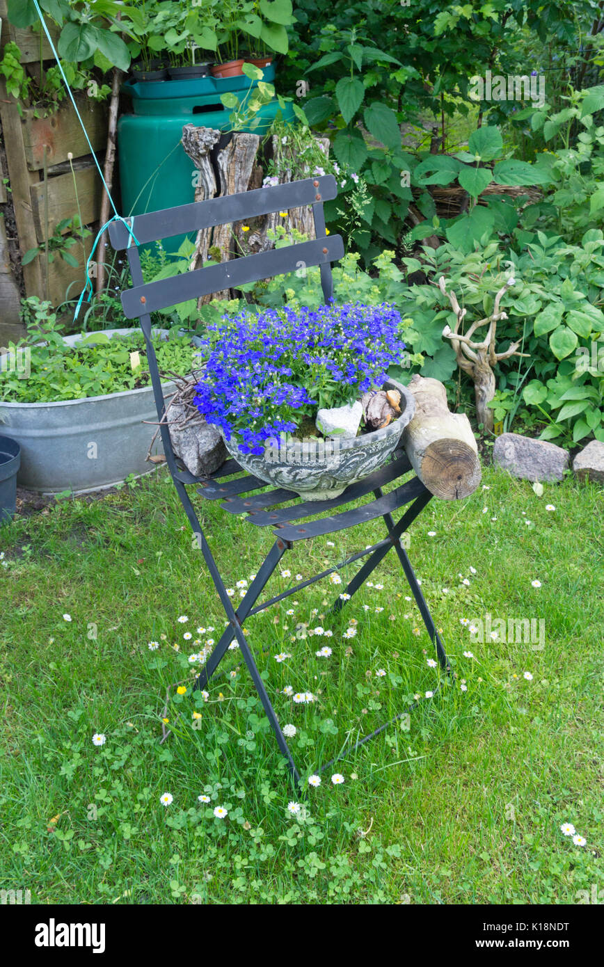 Lobélies (lobelia) dans un bol de fleurs sur une chaise de jardin Banque D'Images