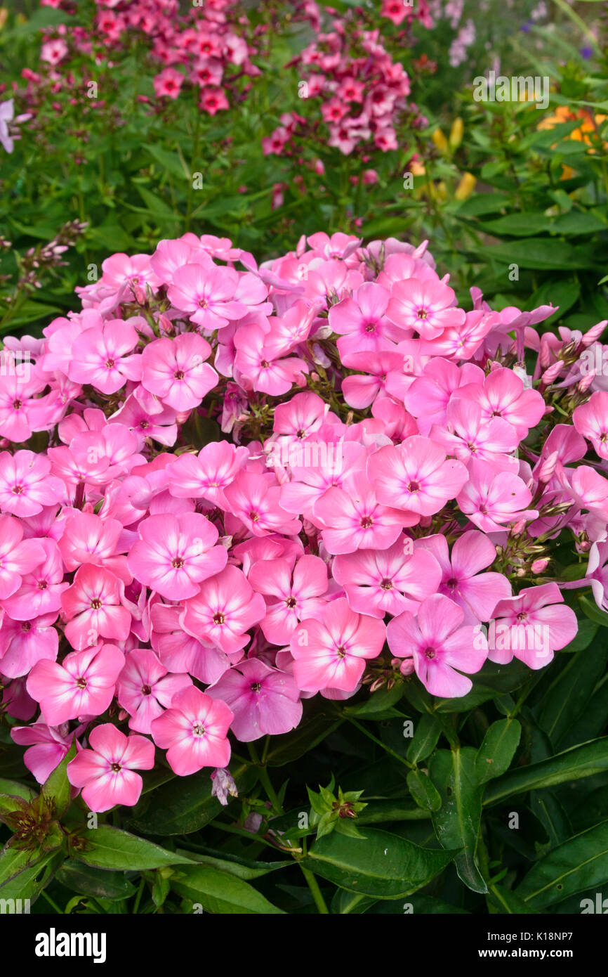 Jardin phlox (phlox paniculata) Banque D'Images