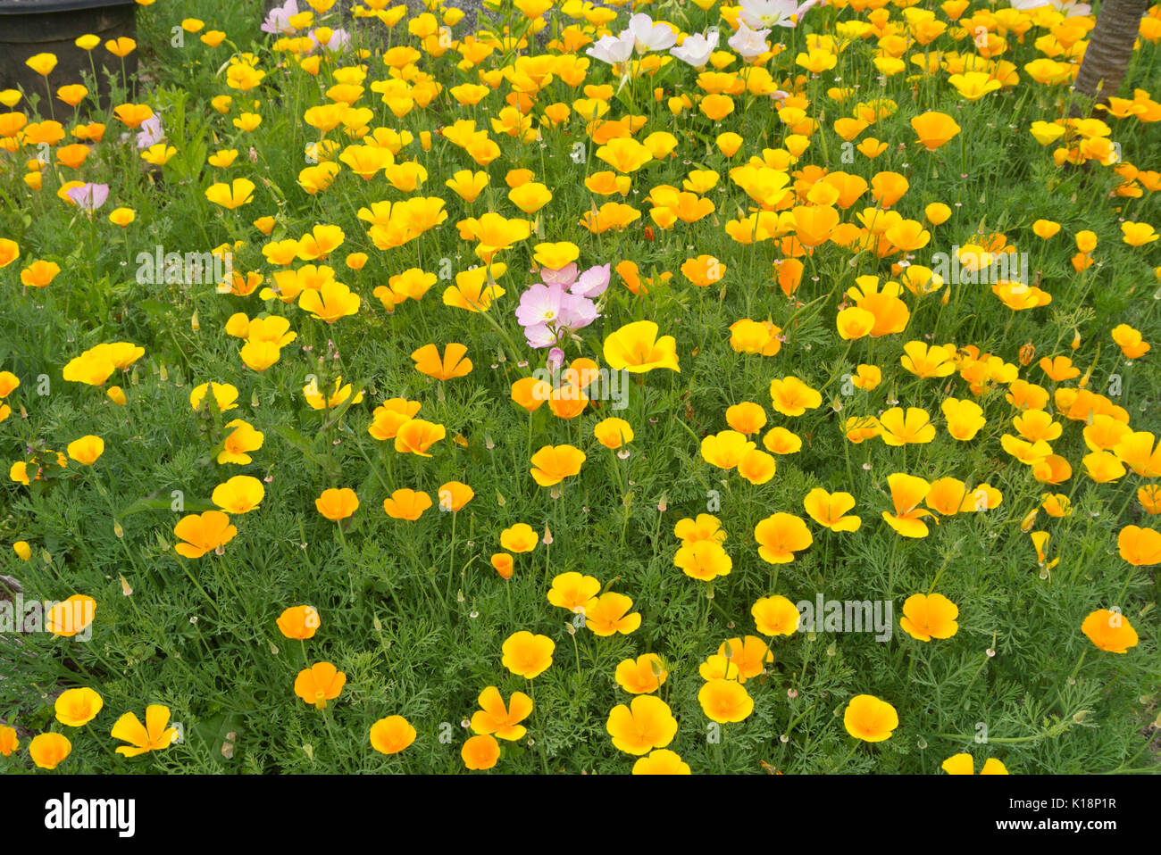 Pavot de Californie (Eschscholzia californica) et rose l'onagre (Oenothera speciosa) Banque D'Images
