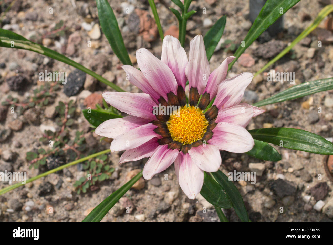 Fleur Gazania rigens (Trésor) Banque D'Images