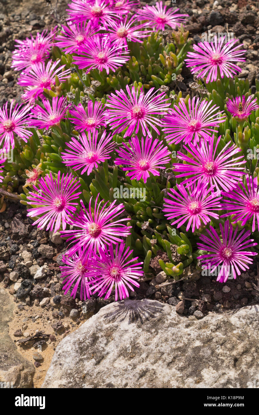 Hardy usine à glace (Delosperma cooperi) Banque D'Images