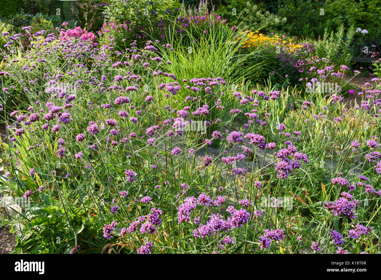 Purpletop verveine (Verbena bonariensis). design : Marianne et detlef lüdke Banque D'Images