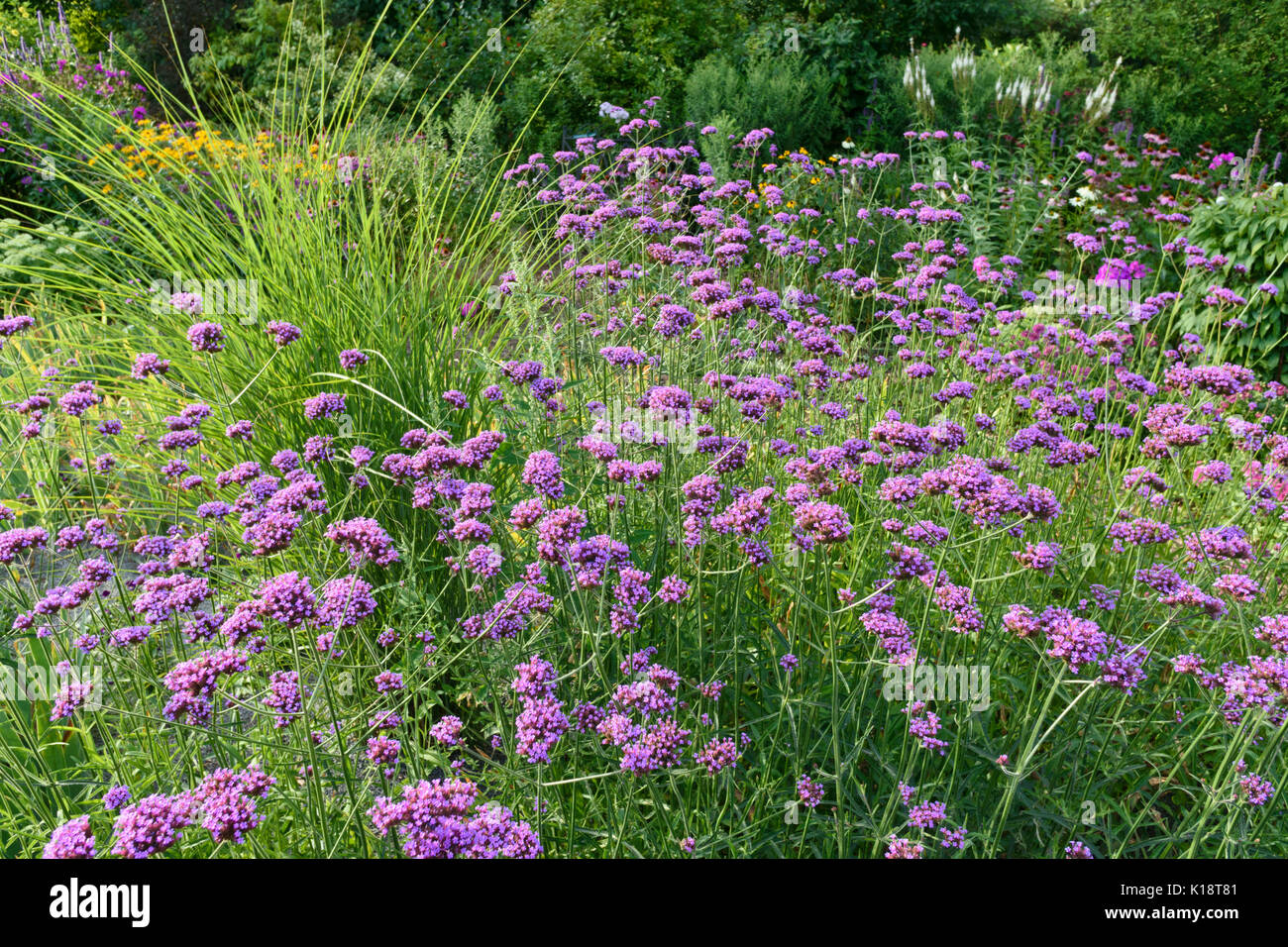 Purpletop verveine (Verbena bonariensis). design : Marianne et detlef lüdke Banque D'Images