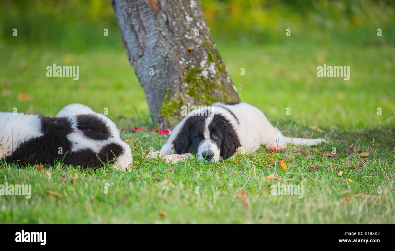 Chiot Chien landseer Banque D'Images