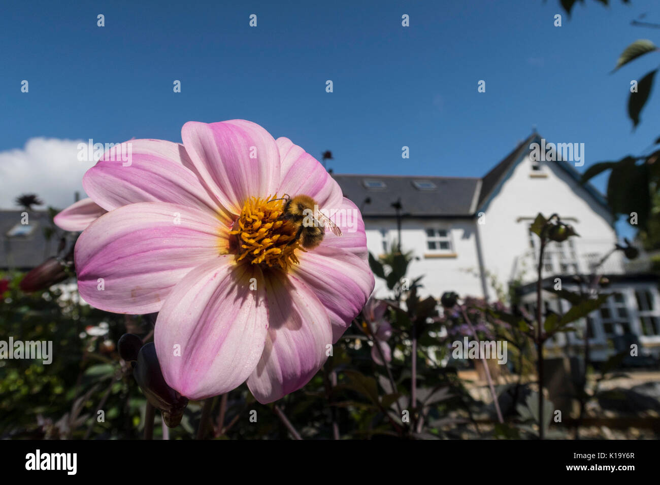 Une abeille recueille le pollen sur Dahlia Rêveur Mystique Devon dans un jardin avec une maison derrière. Banque D'Images