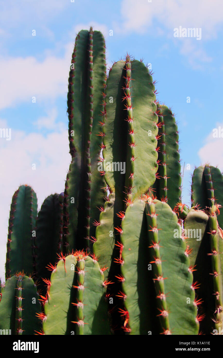 Cactus. San Pedro Cactus vert, rouge épineuses. Forme hexagonale. capturés dans le désert avec de belles ciel. L'usine dessert. Banque D'Images