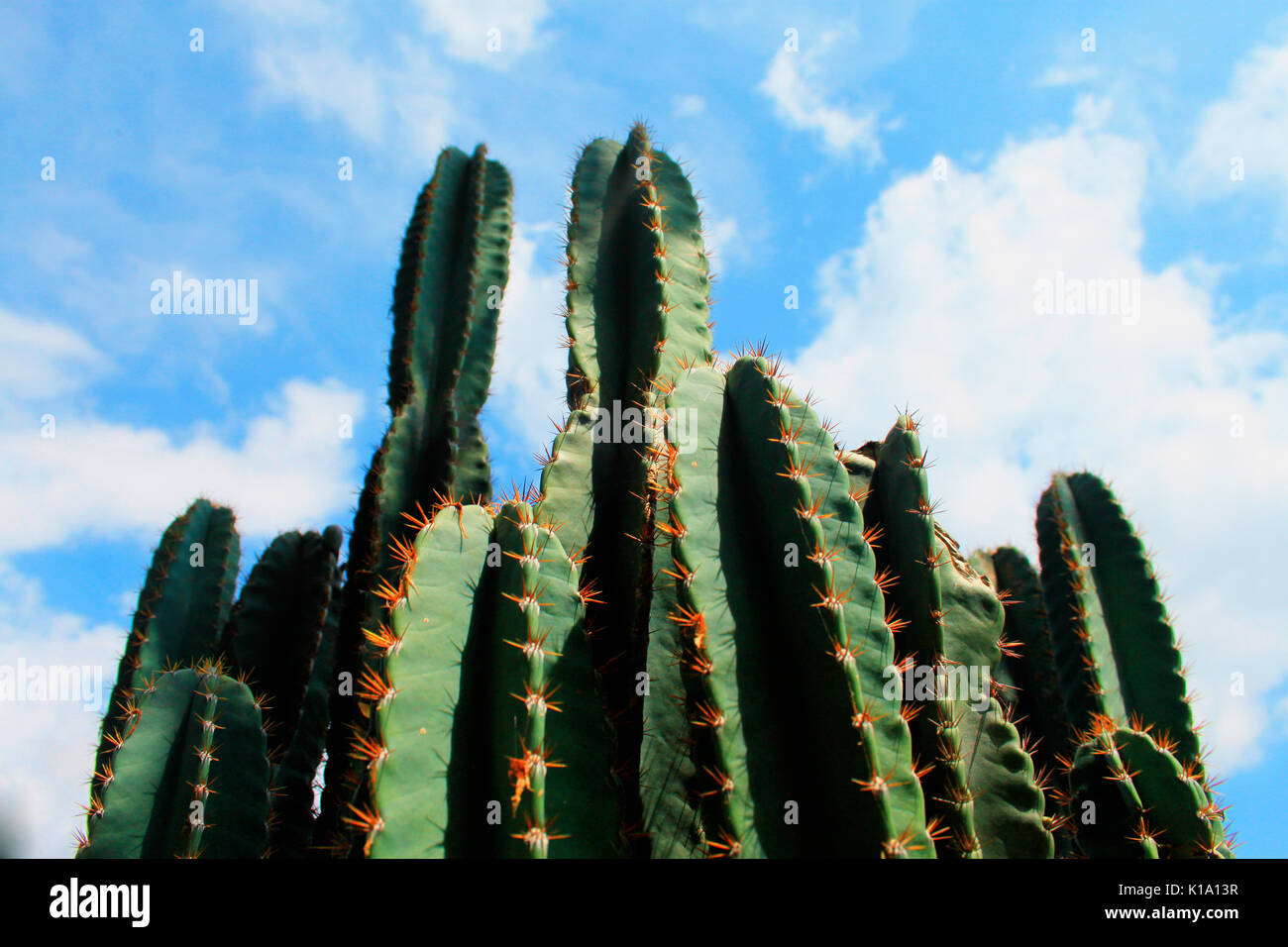 Cactus. San Pedro Cactus vert, rouge épineuses. Forme hexagonale. capturés dans le désert avec de belles ciel. L'usine dessert. Banque D'Images