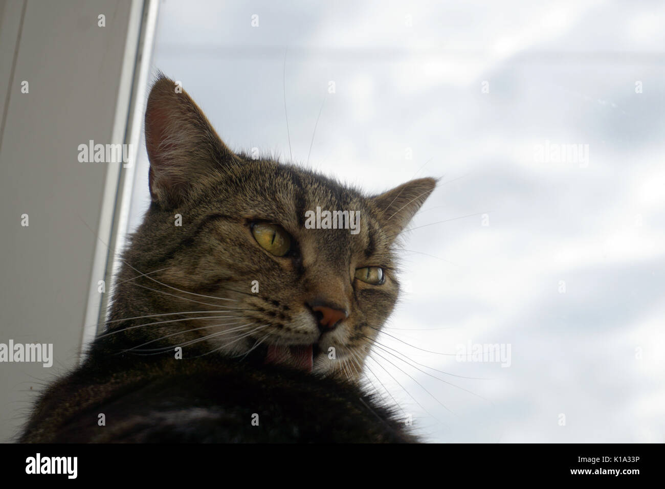 Portrait d'un chat tabby adultes aux cheveux courts intérieurs en léchant sa fourrure toilettage Banque D'Images