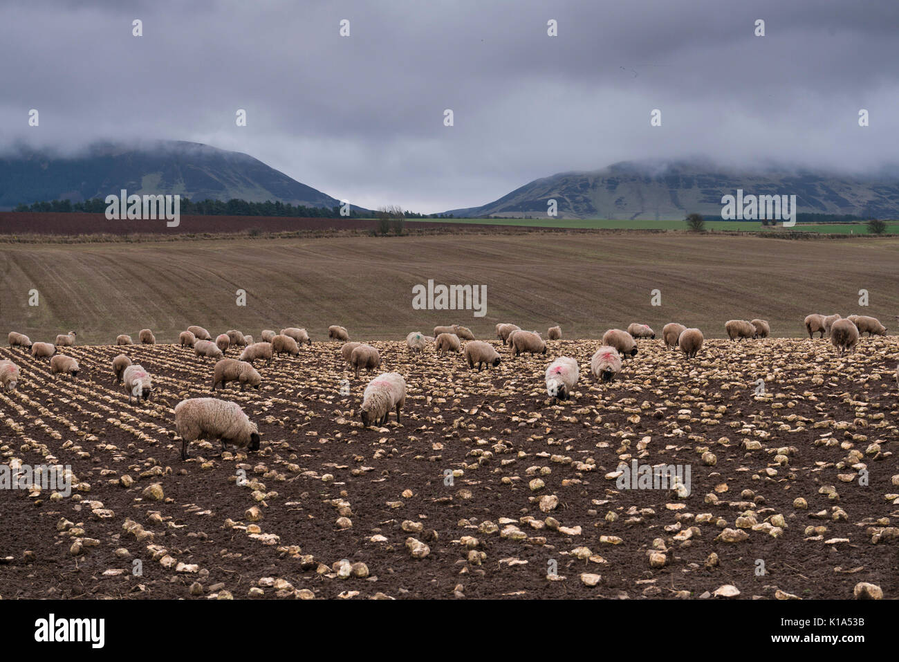 Ecosse - Royaume de Fife. Le Lomond Hills (pas de connexion au Loch Lomond, l'autre côté du pays) vu de Gateside avec des nuages bas. Banque D'Images