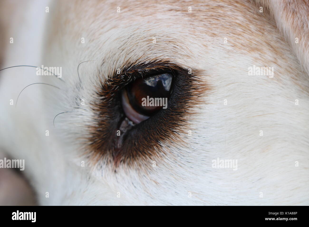 Magnifique œil de beagle de près Banque D'Images
