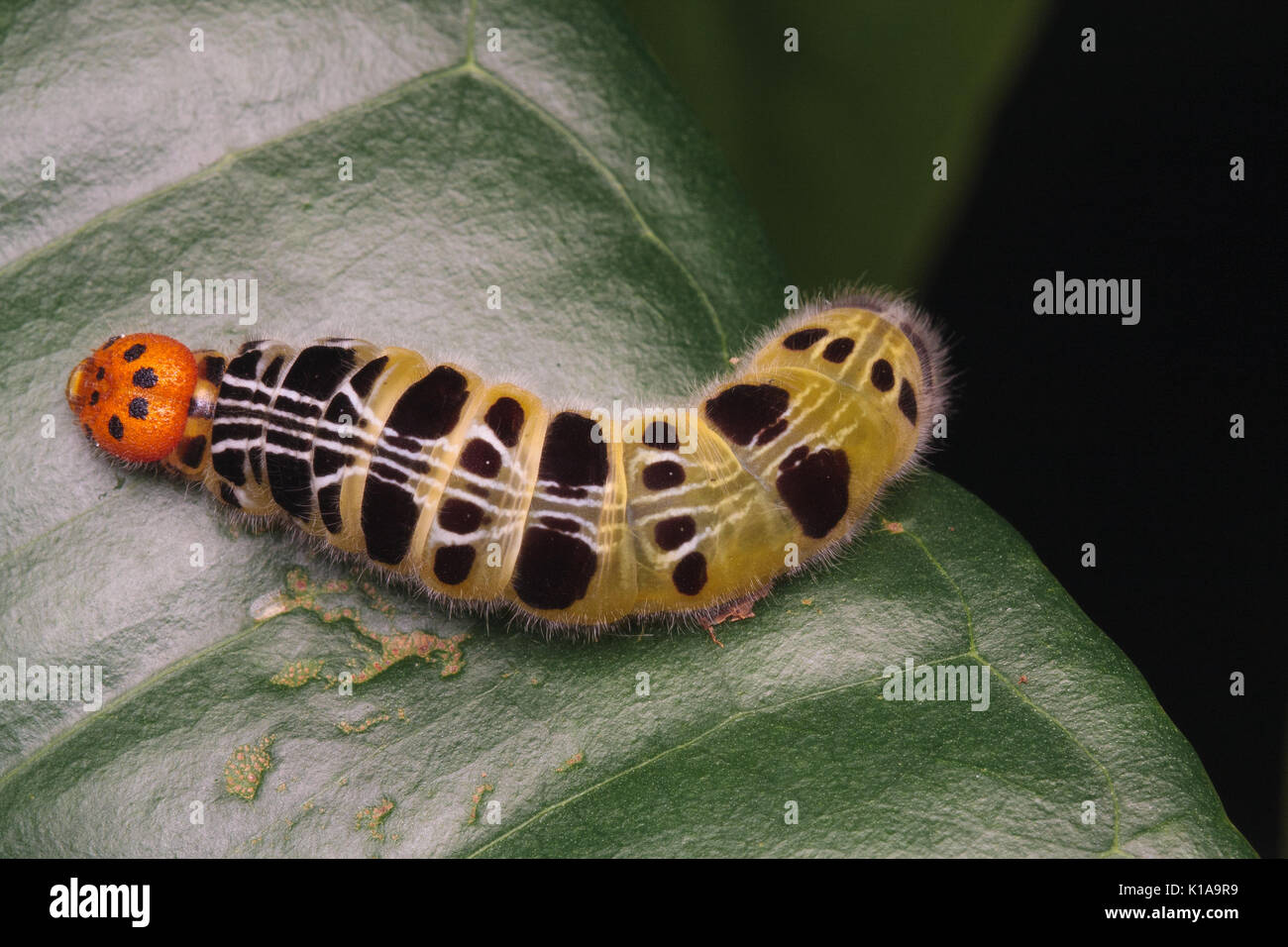 Caterpillar awlet orange Banque D'Images