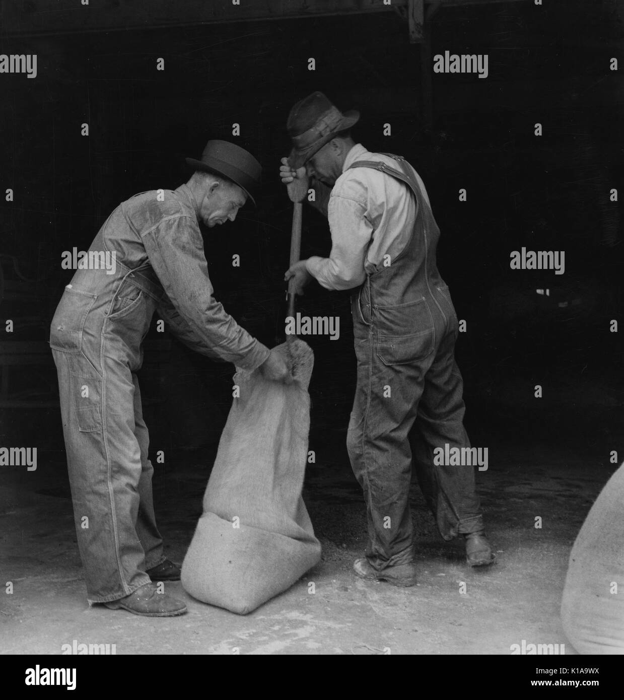 Deux agriculteurs travaillent ensemble, l'un tenant un sac pendant que l'autre de pelles, à l'appât, sauterelle paquet Oklahoma City, Oklahoma, 1937. À partir de la Bibliothèque publique de New York. Banque D'Images