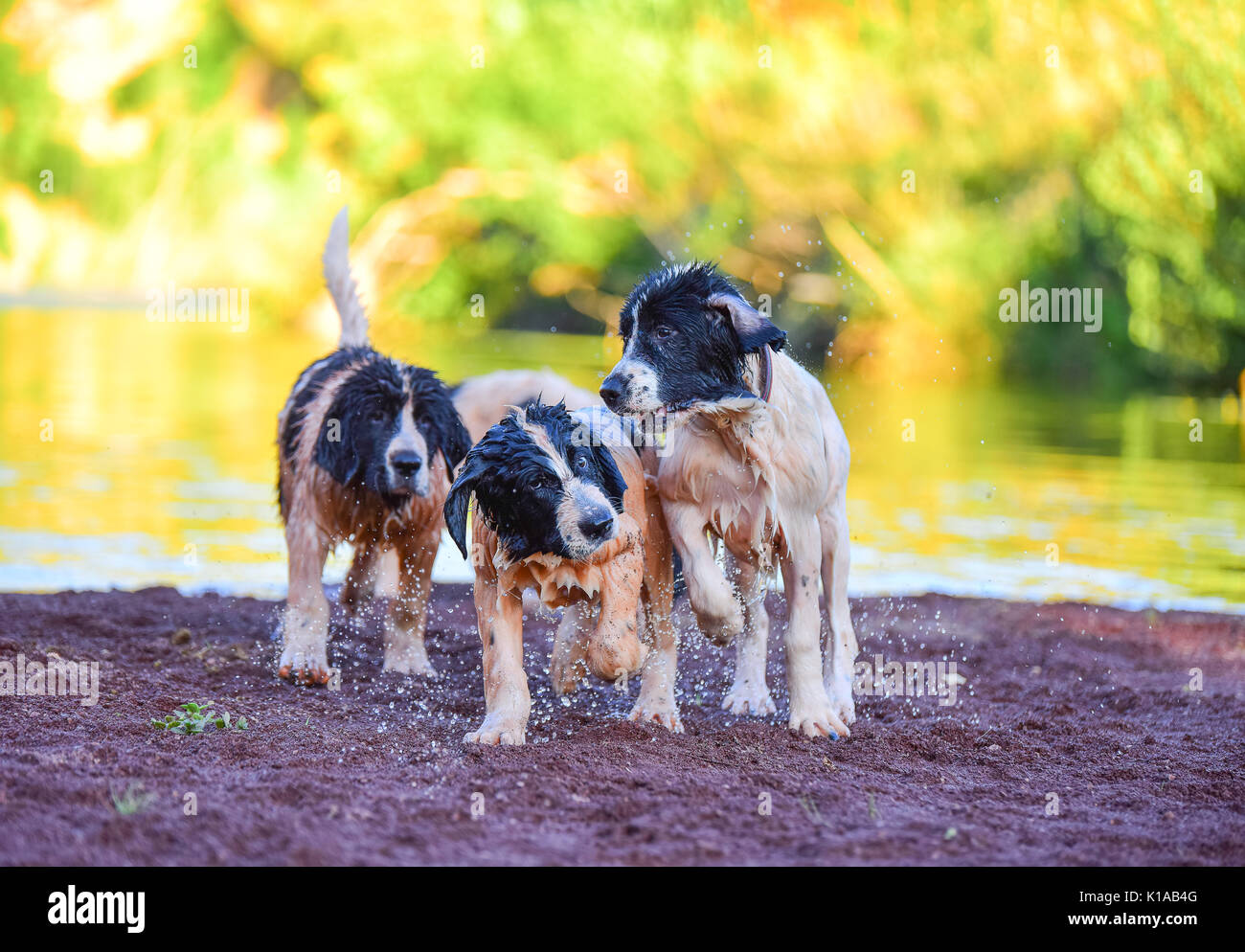 Chiot Chien landseer Banque D'Images