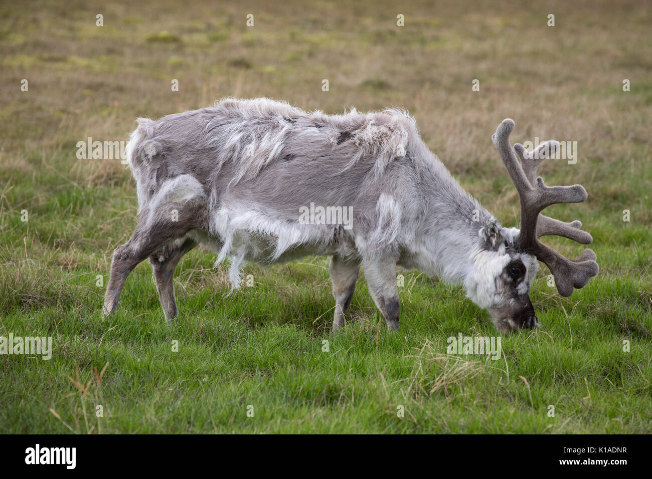 Renne, Rangifer tarandus platyrynchus, seul adulte se nourrit de l'herbe. Prise en Juin, Longyearbyen, Spitsbergen, Svalbard, Norvège Banque D'Images