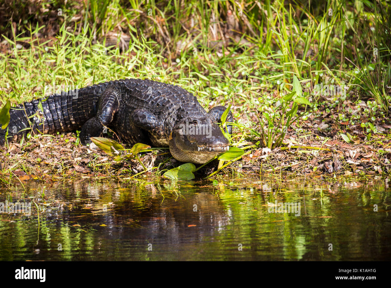 Alligator alligator Alligator mississippiensis floride gator Banque D'Images