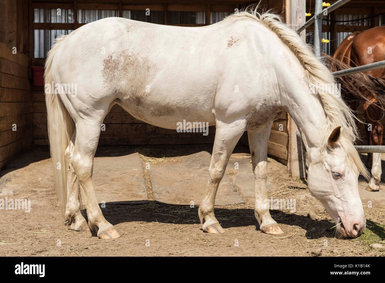 White american Paint horse. Banque D'Images