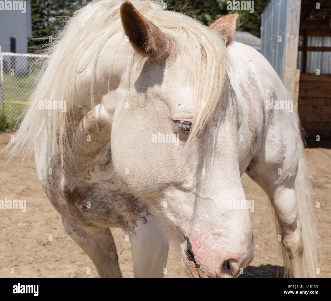 White american Paint horse. Banque D'Images