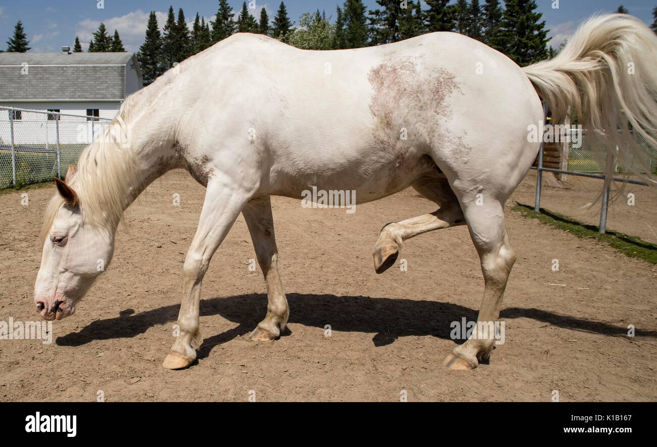 White american Paint horse. Banque D'Images