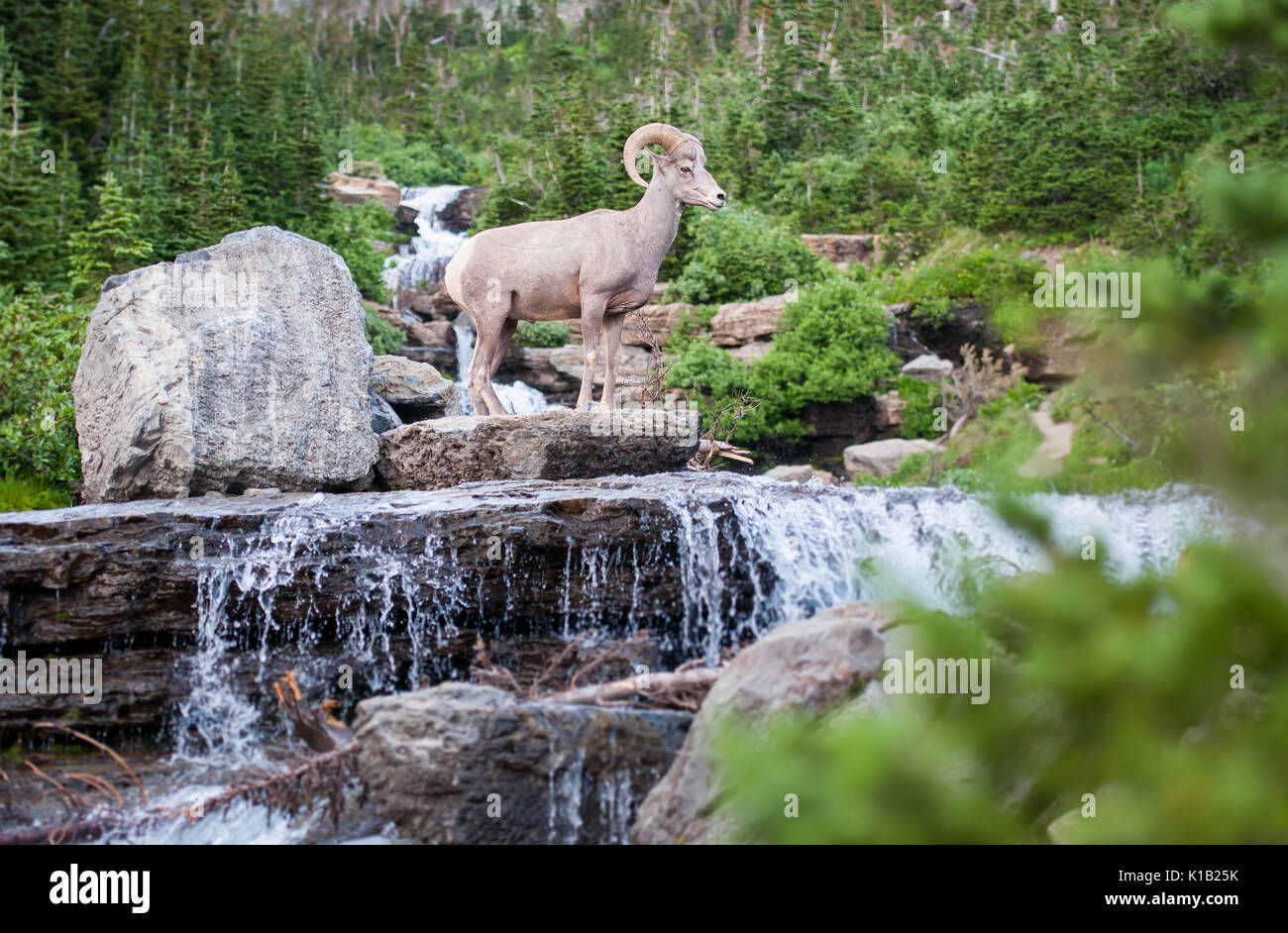 Mouflon d’Amérique Banque D'Images