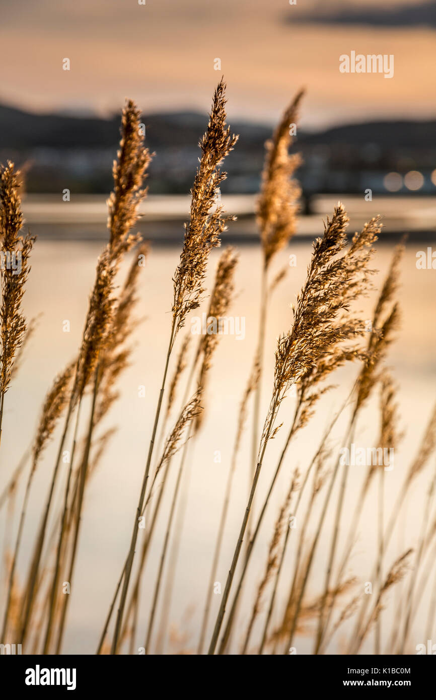 Roseaux communs (Phragmites australis). Santoña, Victoria et Joyel Parc Naturel des marais. Colindres, Cantabrie, Espagne. Banque D'Images