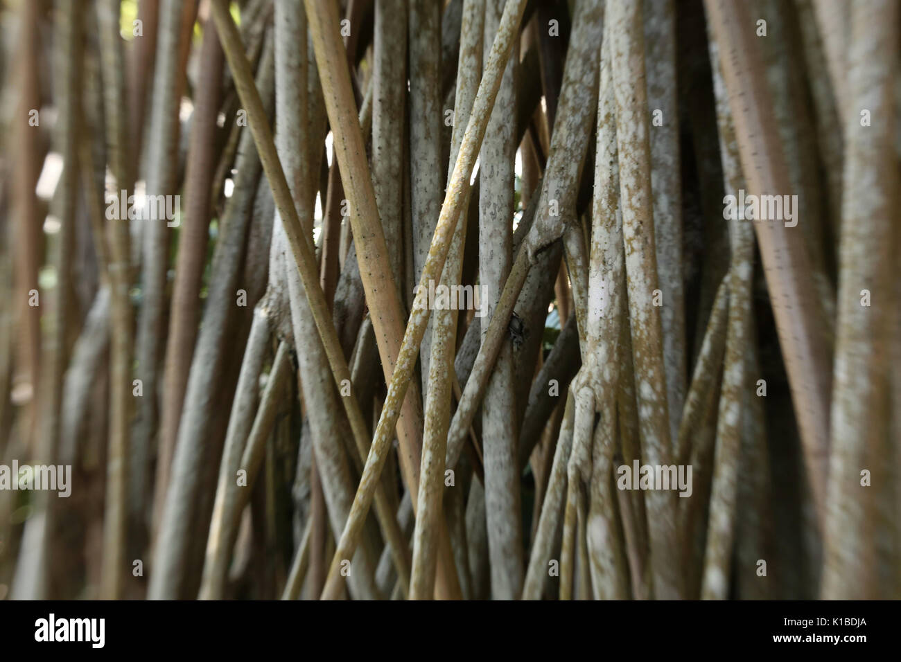 Les racines de mangrove - mangroveforest Banque D'Images