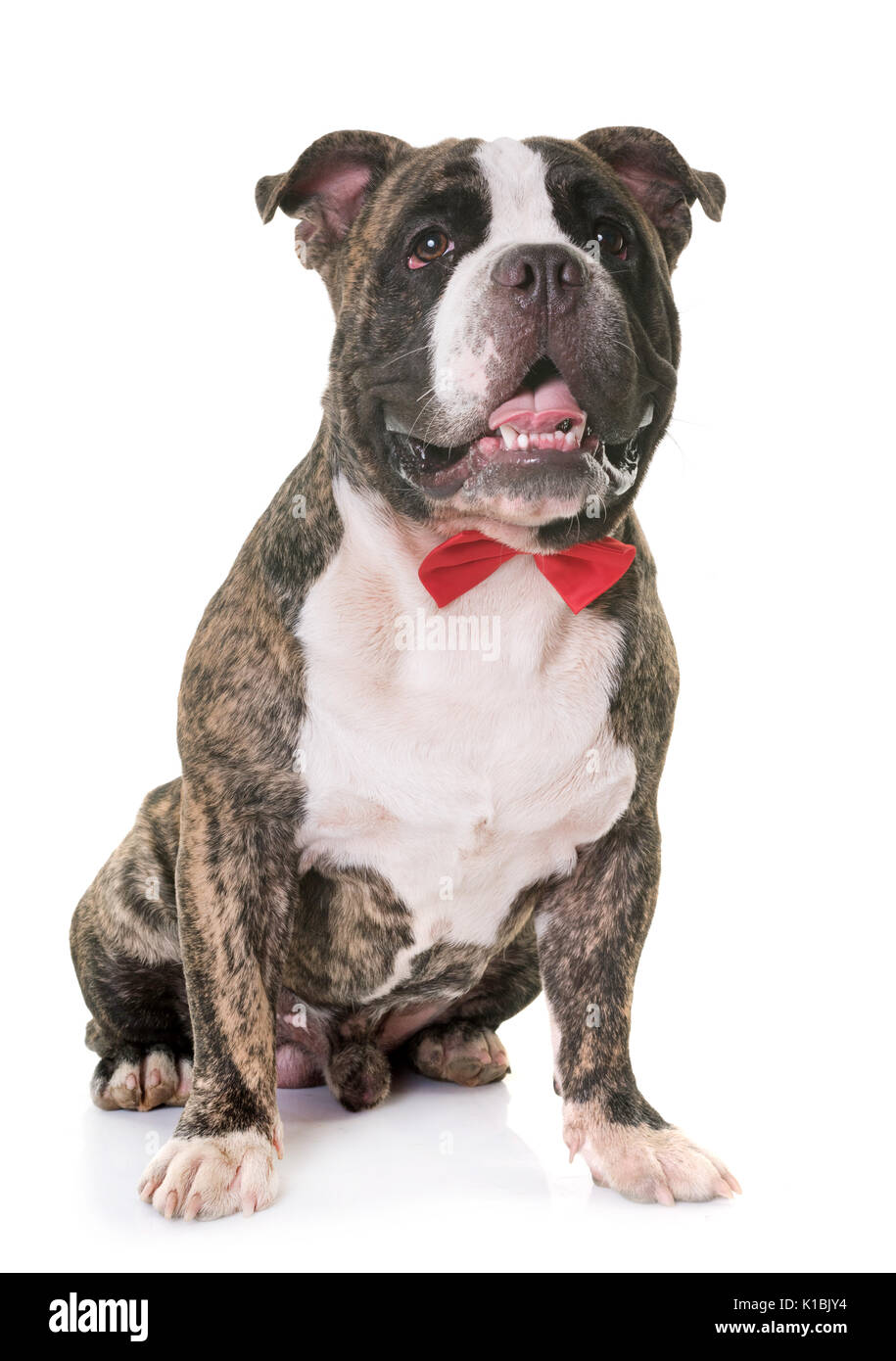 American bully in front of white background Banque D'Images