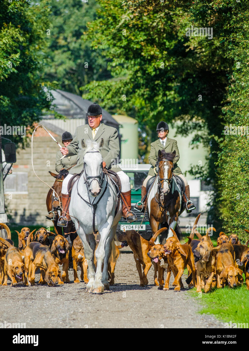 Cranwell Chiens - Chien de l'exercice et de l'été avec la tête du Master pack bloodhound Banque D'Images