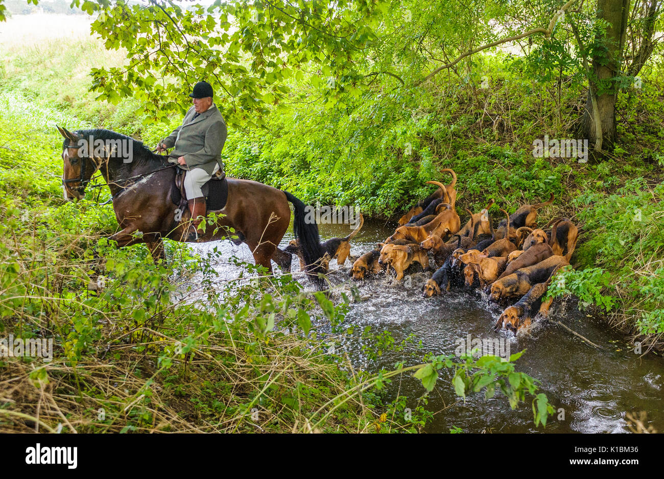 Cranwell Chiens - Chien de l'exercice et de l'été avec la traversée d'un maître brook et le chou à la suite Banque D'Images