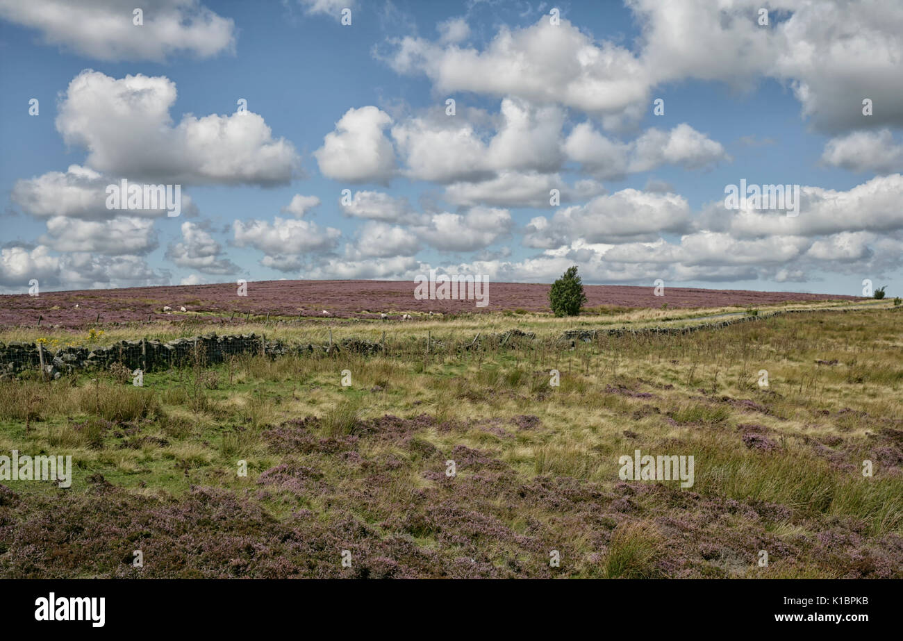 Heather Nidderdale Moorland Banque D'Images