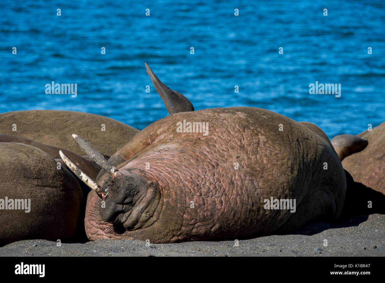 La Norvège, Svalbard, au sud de la Réserve Naturelle de Svalbard, Edgeoya, Kapp Lee. Petit groupe de morses sur plage éloignée (WILD : Odobenus roamerus) Banque D'Images