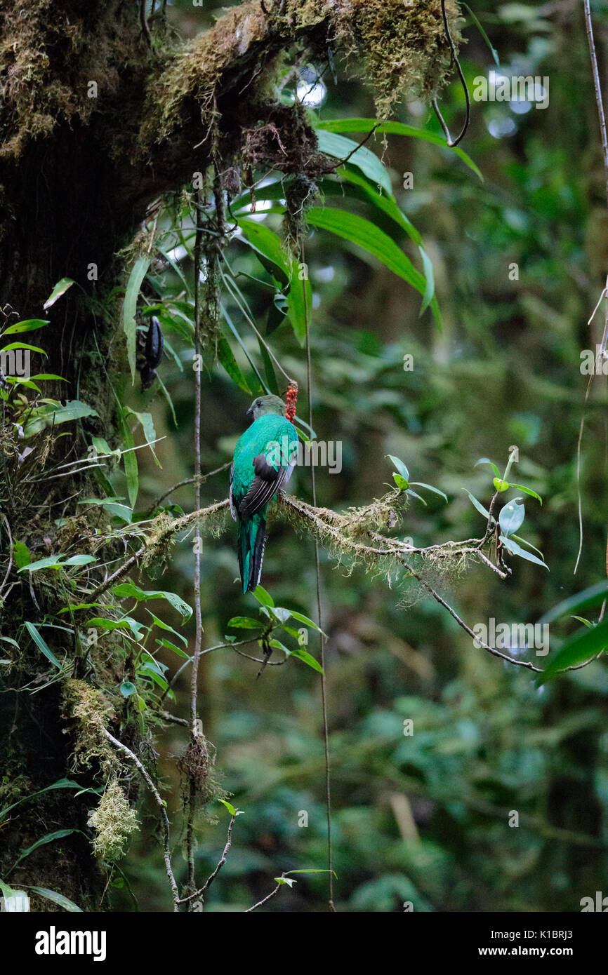Oiseau quetzal Banque de photographies et d’images à haute résolution — free download