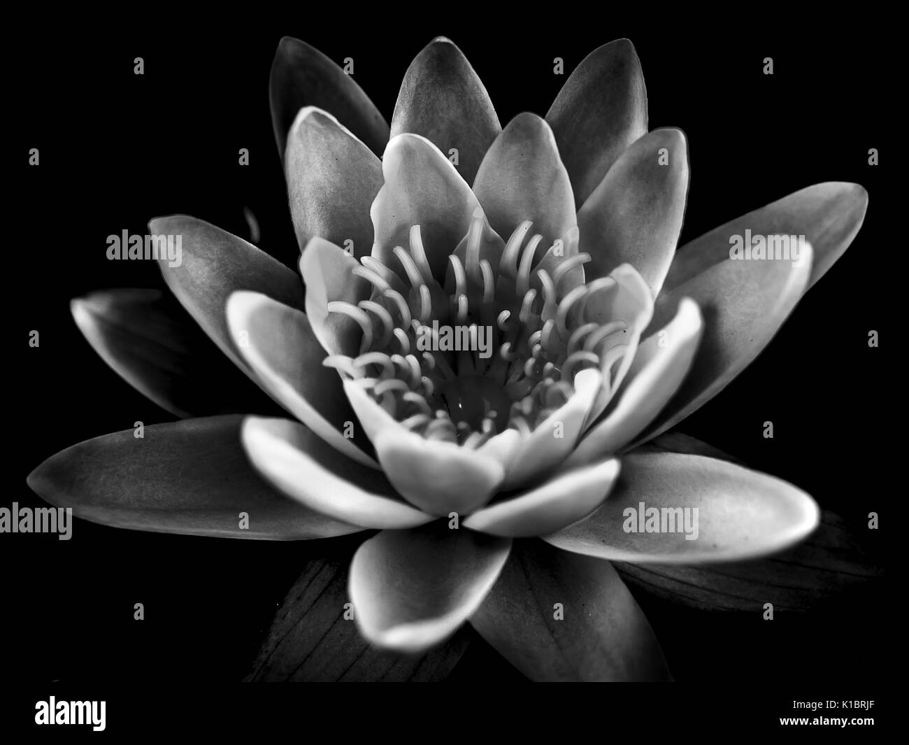 Macro sur les pétales d'une fleur dans le jardin. Banque D'Images