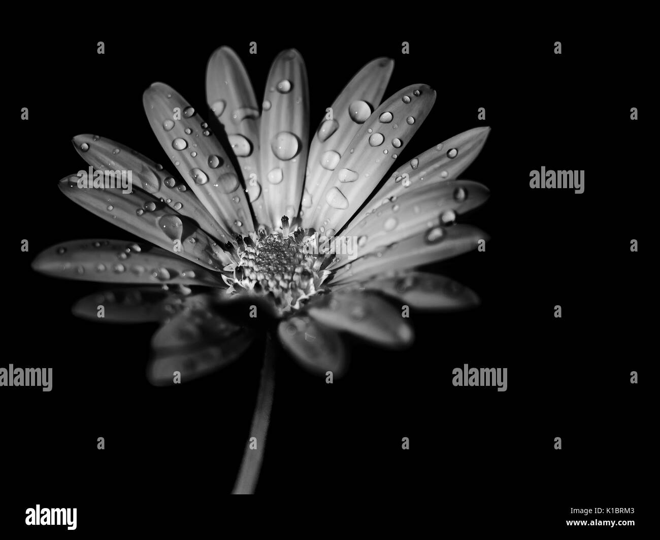 Macro sur les pétales d'une fleur dans le jardin. Banque D'Images