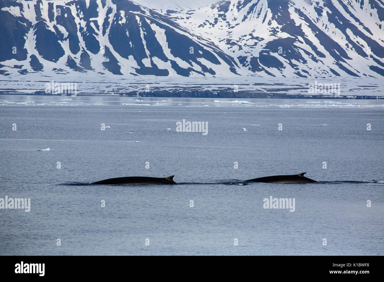 Rorqual commun, Balaenoptera physalus, deux adultes natation contre toile de fond de montagnes couvertes de neige. Prise en Juin, Spitsbergen, Svalbard, Norvège Banque D'Images